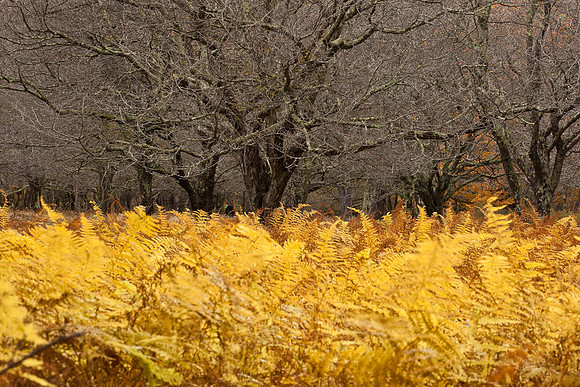 20091010-_DSC1483