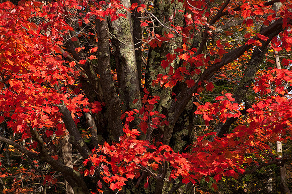20091011-_DSC1560