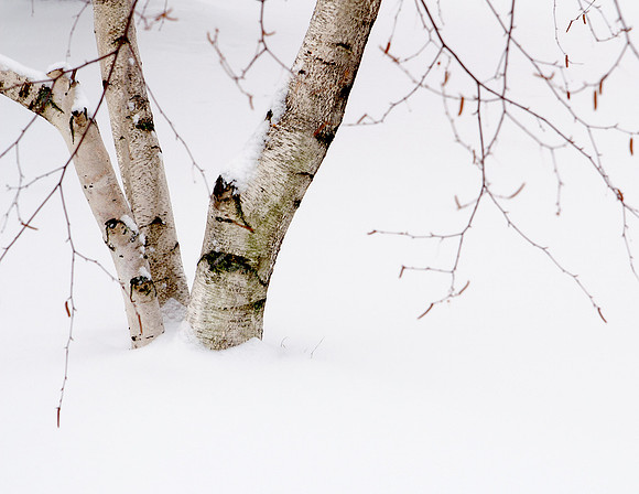 Winter Trio