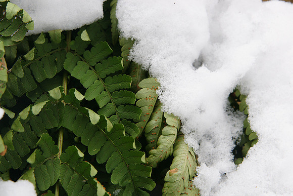 Starved Rock Winter-03159