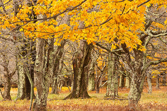 20091010-_DSC1415